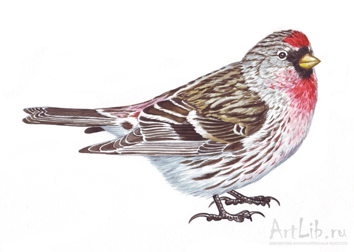 Чечетка. :: Алексей . - Социальная сеть ФотоКто