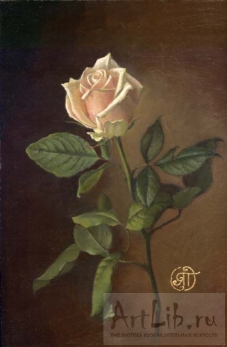 Роза Светлая Фото
